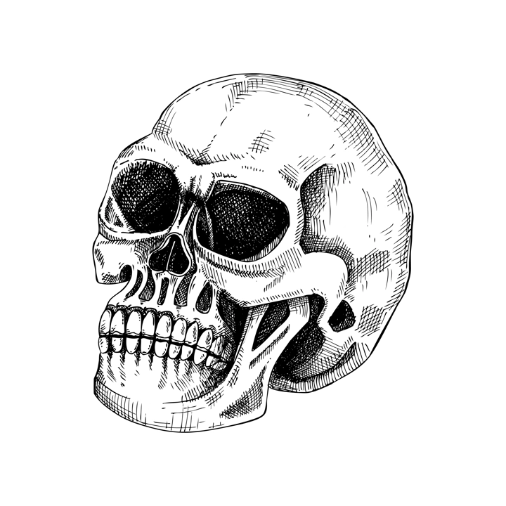 Human scull sketch. Anatomical drawing in engraved style. Detailed hand drawn illustration of a skull. Halloween design element isolated on white background